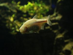 Asyiknya Melihat Beragam Ikan di TMII