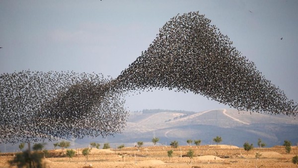 Potret Migrasi Burung Jalak Di Langit Israel Italia Yang Menakjubkan