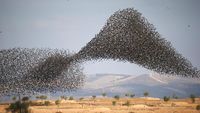 Potret Migrasi Burung Jalak di Langit Israel-Italia yang Menakjubkan