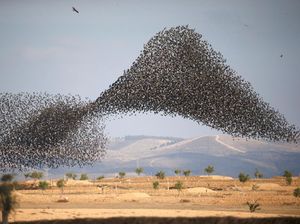 Potret Migrasi Burung Jalak di Langit Israel-Italia yang Menakjubkan