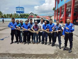 Ular Sanca Pemangsa Kucing Kini Jadi Teman Latihan Damkar