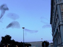 Awan Hitam Muncul di Israel Saat Burung Jalak Terbang Bentuk Formasi