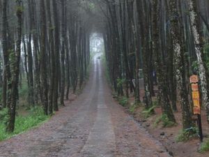 Hutan Pinus Kragilan yang Instagramable