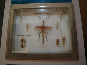 Museum Ini Simpan Beragam Serangga