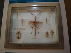 Museum Ini Simpan Beragam Serangga