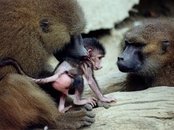 Sejumlah Babun Kabur dari Kebun Binatang Paris