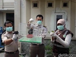 Penyelundupan Ratusan Burung Dilindungi Berhasil Digagalkan