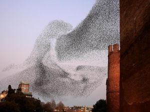 Burung Tak Tabrakan Meski Terbang Berdekatan, Kok Bisa?