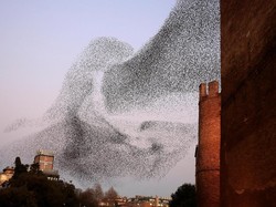 Burung Tak Tabrakan Meski Terbang Berdekatan, Kok Bisa?