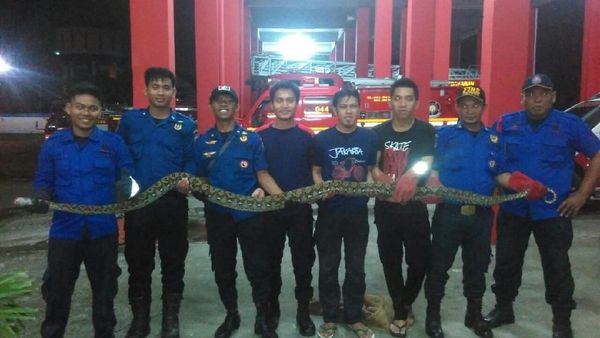 Foto: Heboh Ular Sanca Pemangsa Kucing di Makassar