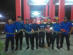 Ditemukan di Tangga, Ular Sanca 4 Meter Ini sedang Telan Kucing