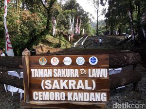 Toyota Sulap Lereng Lawu Karanganyar Jadi Taman Sakura