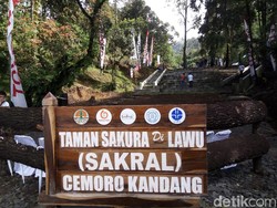 Toyota Sulap Lereng Lawu Karanganyar Jadi Taman Sakura