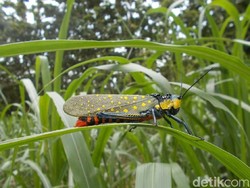 Mengenal Belalang Setan yang Diduga Tewaskan 1 Warga Gunungkidul