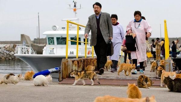 Foto: Surga Para Pecinta Kucing