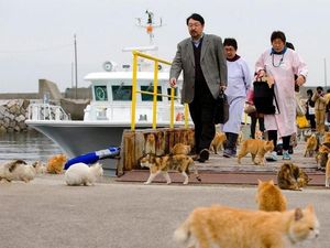 Foto: Surga Para Pecinta Kucing