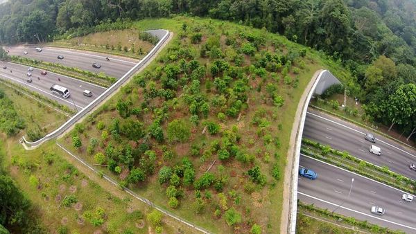 Bukan Buat Manusia, Nih Jembatan Khusus untuk Hewan