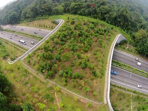 Bukan Buat Manusia, Nih Jembatan Khusus untuk Hewan