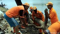 Aksi Pasukan Oranye Bersihkan Danau Sunter