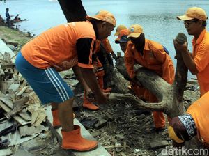 Aksi Pasukan Oranye Bersihkan Danau Sunter Aksi Pasukan Oranye Bersihkan Danau Sunter