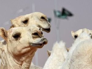 Puluhan Unta Dilarang Ikut Kontes Kecantikan di Arab Saudi Gegara Suntik Botox Puluhan Unta Dilarang Ikut Kontes Kecantikan di Arab Saudi Gegara Suntik Botox