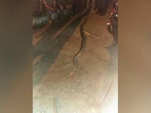 Naik Motor Sambil Pegang Ular Piton, Pria Malaysia Tewas Dililit
