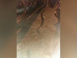Naik Motor Sambil Pegang Ular Piton, Pria Malaysia Tewas Dililit