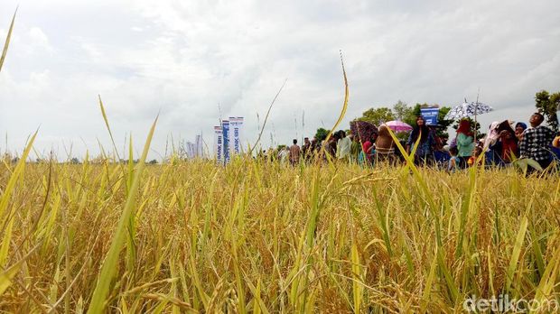 Mentan panen raya di Sumatera Selatan