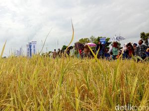 Rantai Pasok Bahan Pangan Harus Diawasi Demi Jaga Inflasi