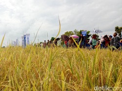 Rantai Pasok Bahan Pangan Harus Diawasi Demi Jaga Inflasi