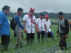 Ke Banyuwangi, Tommy Soeharto Beri Ilmu Tanam Bawang Putih ke Petani