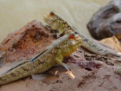 Kenapa Hewan Darat Tidak Memiliki Insang? Ini Jawabannya