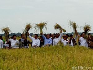 Ke Sumsel, Mentan Panen Padi di Lahan Rawa