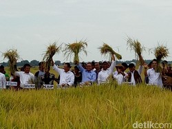 Ke Sumsel, Mentan Panen Padi di Lahan Rawa