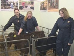 Demi Sapi Super, Bill Gates Kucurkan Rp 532 Miliar