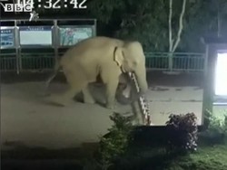 Unik, Saat Gajah Liar Diam-diam Lompati Pagar Perbatasan 2 Negara