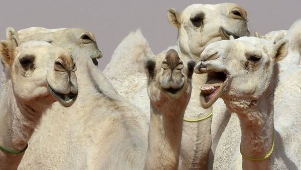 Foto: Kontes Kecantikan Unta di Arab Saudi