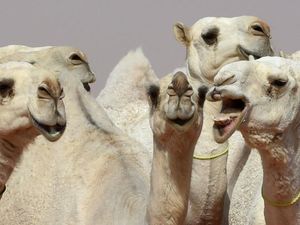 Foto: Kontes Kecantikan Unta di Arab Saudi