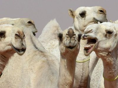 Foto: Kontes Kecantikan Unta di Arab Saudi