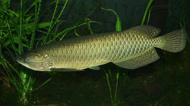 640 Gambar Ikan Air Tawar Dan Nama Latinnya Terbaik