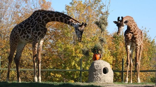 Foto: 8 Kebun Binatang Terbesar di Dunia