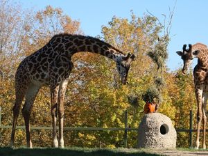 Foto: 8 Kebun Binatang Terbesar di Dunia