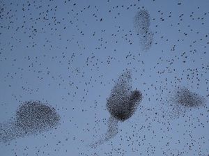 Terbang Berkelompok dalam Jarak Dekat Tapi Tak Tabrakan, Burung Ini Punya Radar?