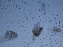 Terbang Berkelompok dalam Jarak Dekat Tapi Tak Tabrakan, Burung Ini Punya Radar?