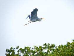 Seru! Menghitung Burung Air di Hutan Lindung Angke Kapuk
