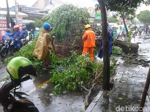 Hujan Deras, Dua Pohon Tumbang di Kota Yogyakarta