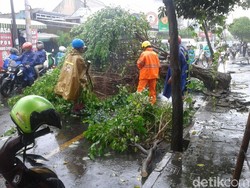Hujan Deras, Dua Pohon Tumbang di Kota Yogyakarta
