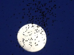 Perilaku Aneh Hewan Sebelum Turki Dilanda Gempa serta Penjelasan Ilmiahnya