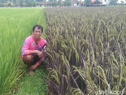 Mengenal Purple Rice, Padi Korea yang Dibudidayakan Warga Purworejo