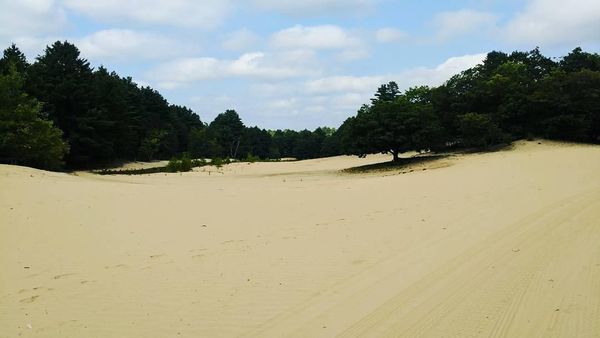 Foto: Unik! Ada Gurun di Tengah Hutan Amerika